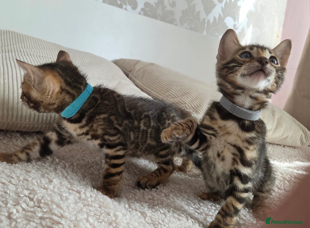 Bengal cats for sale: ✨ Bengal TICA Registered kittens Available ✨🐱 - Image 9