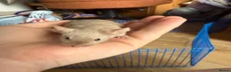 Mouse rodents for sale: Three male mice - Advert 3
