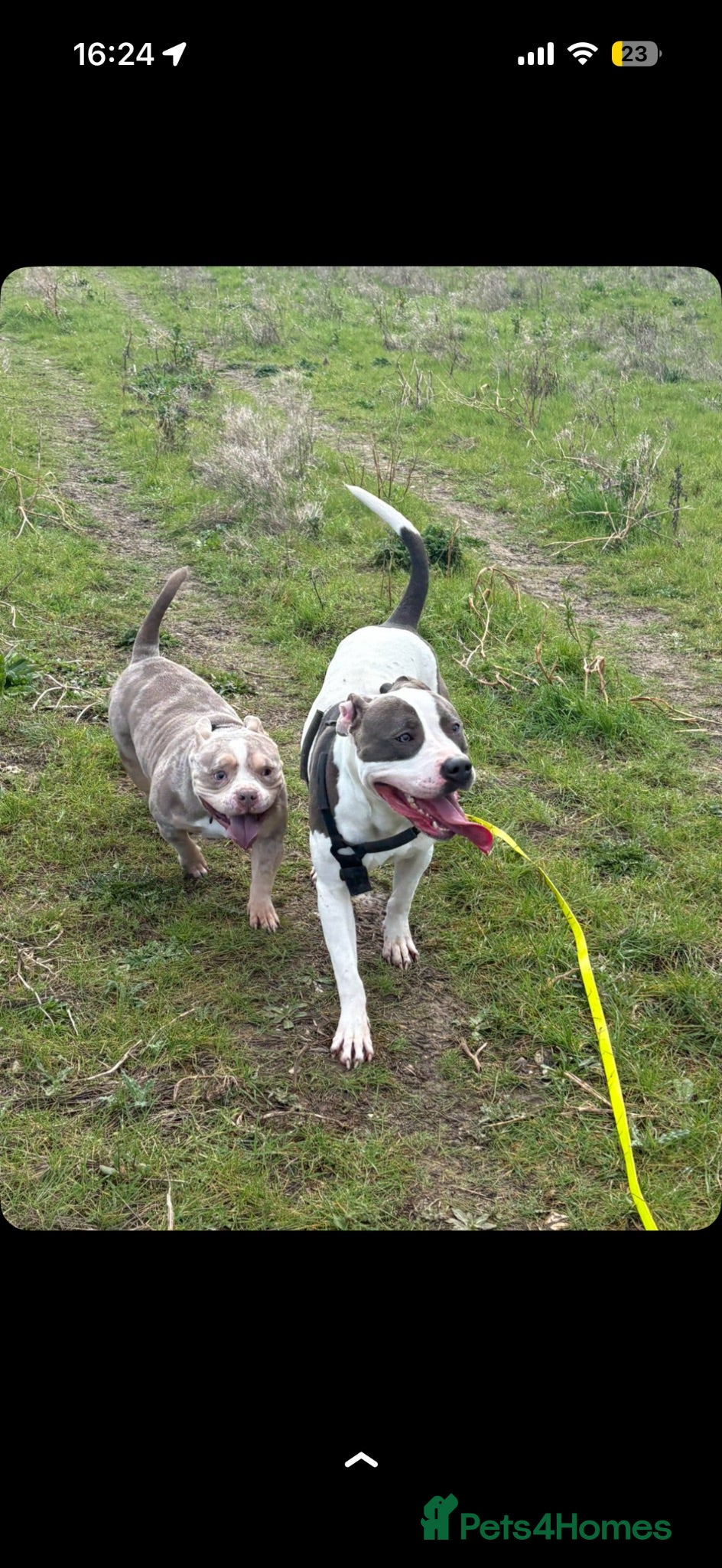 Mixed Breed dogs Female mixed breed  - Advert 16