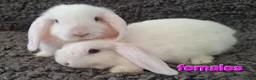 Mini Lop rabbits for sale: Adorable Mini Lop Baby Rabbits For Sale - Advert 9