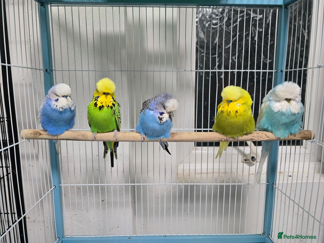 Budgerigars birds for sale: Exhibition Budgies - Advert 2