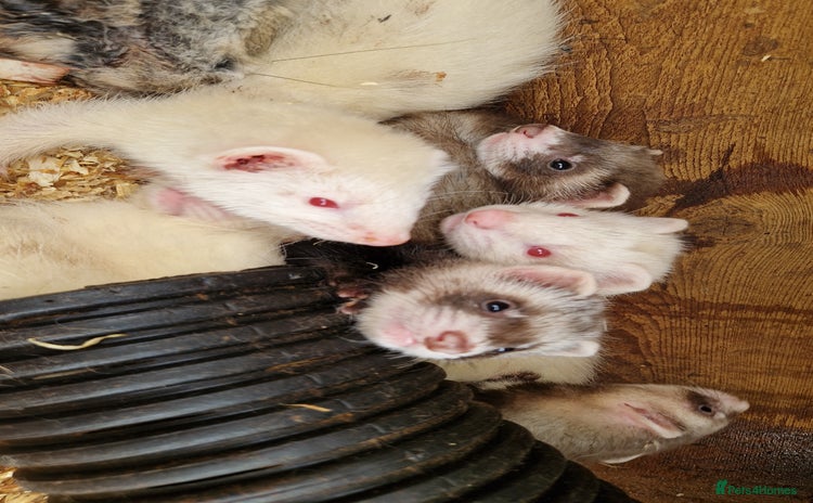 Ferret rodents - Advert 2