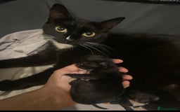 Mixed Breed cats for sale: Kitten  - Image 3