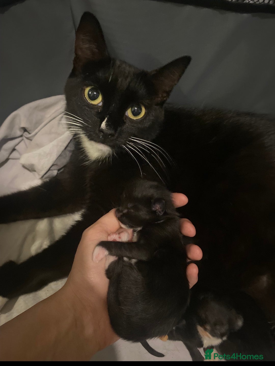 Mixed Breed cats for sale: Kitten  - Image 3