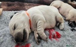 Golden Retriever dogs for sale: GOLDEN RETRIEVER PUPPIES - you will fall in love  - Image 31
