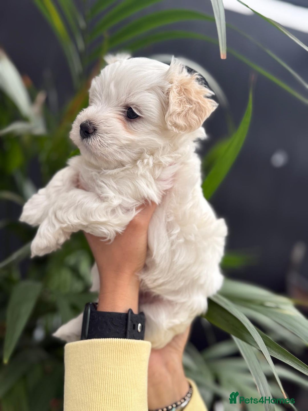 Maltipoo dogs for sale: ❤️Maltipoo beutifull puppies healthy checked❤️😍🥰 - Image 2