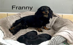 Miniature Dachshund dogs for sale: Longhair mini dachshund  - Advert 5