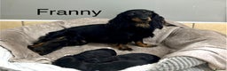 Miniature Dachshund dogs for sale: Longhair mini dachshund  - Advert 5