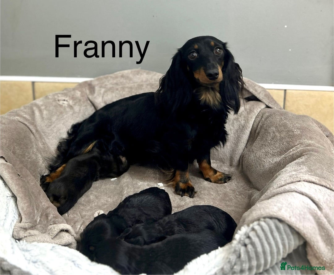 Miniature Dachshund dogs for sale: Longhair mini dachshund  - Advert 5