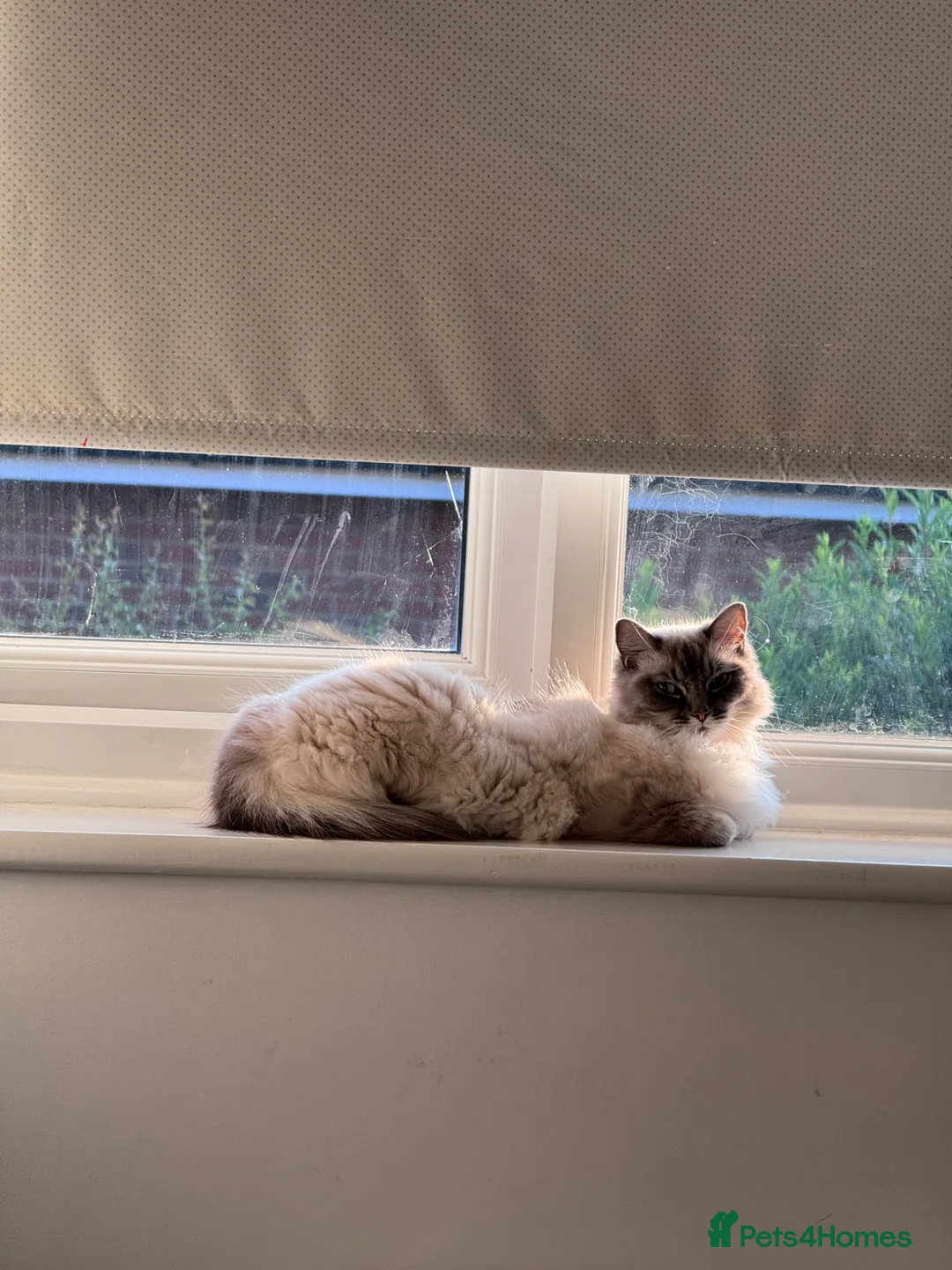 Ragdoll cats for sale: Lara  in Altrincham - Advert 2