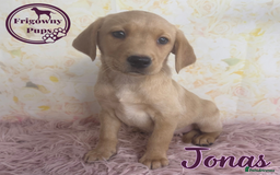 Labrador Retriever dogs for sale: Adorable KC Reg Labrador Puppies *Ready Now* - Image 16