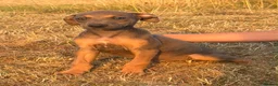 Lurcher dogs for sale: Stunning Lurchers  - Advert 4