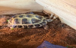 Tortoise reptiles for sale: Horsefield Tortoise looking for new home  - Image 1