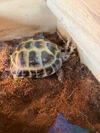 Tortoise reptiles - Advert 1