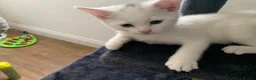 British Shorthair cats for sale: British shorthair cross in Luton - Advert 8