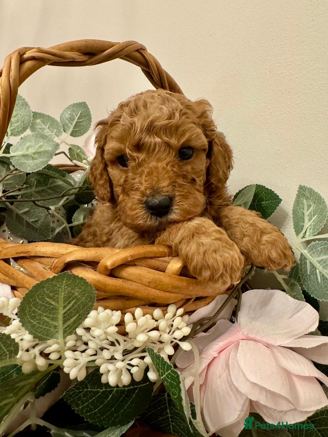 Cockapoo dogs for sale: Beautiful Cockapoo Puppies for Sale ✨🐾 - Advert 14