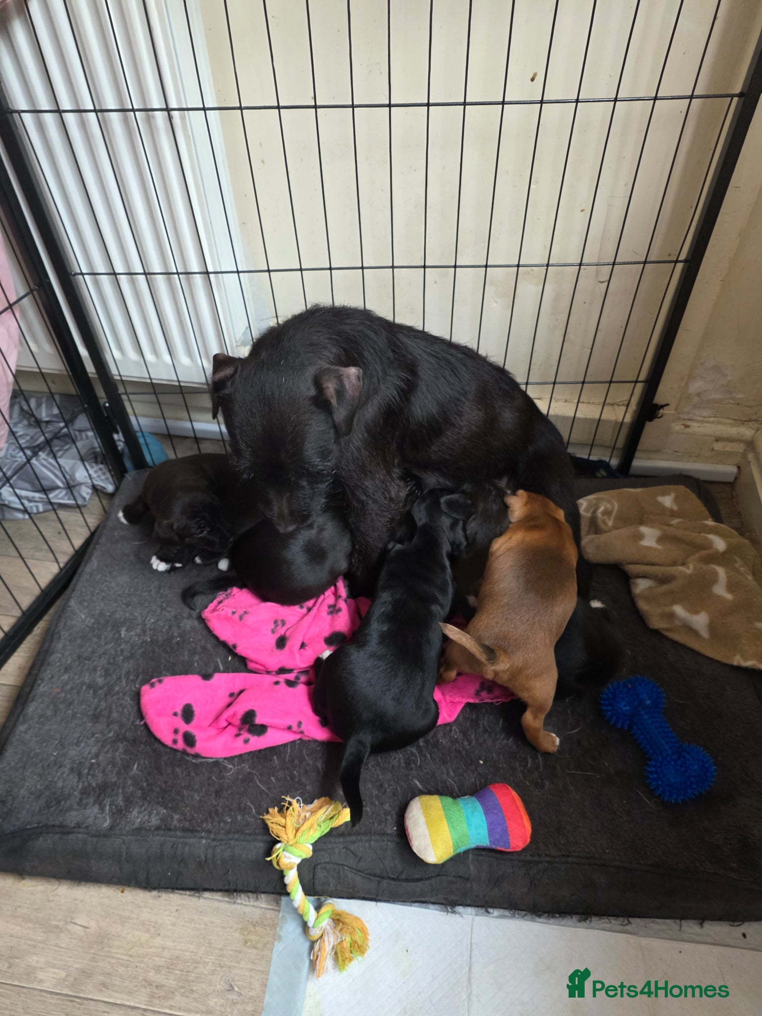 Patterjack dogs Patterjack Puppies - Advert 5