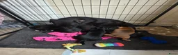 Patterjack dogs for sale: Patterjack Puppies - Advert 1