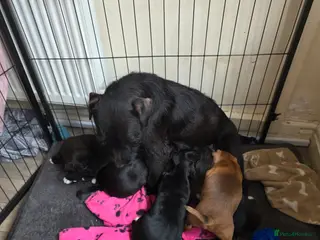 Patterjack dogs Patterjack Puppies - Advert 10