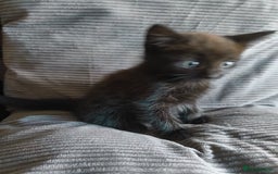 Mixed Breed cats for sale: I have 4 kittens  - Image 9