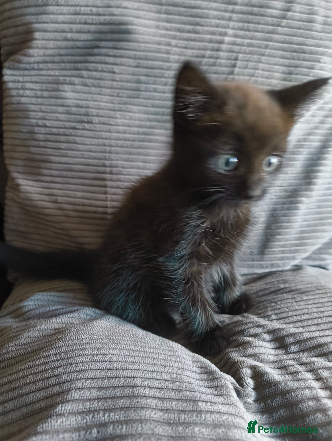 Mixed Breed cats for sale: I have 4 kittens  - Image 9