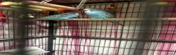 Budgerigars birds for sale: Baby Budgies’s for sale  - Advert 14