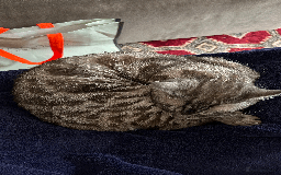 Bengal cats for sale: 4 y/o Silver Mink Charcoal Bengal Female - Image 4