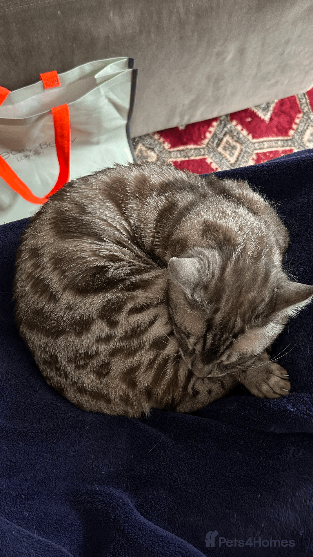 Bengal cats for sale: 4 y/o Silver Mink Charcoal Bengal Female - Image 4