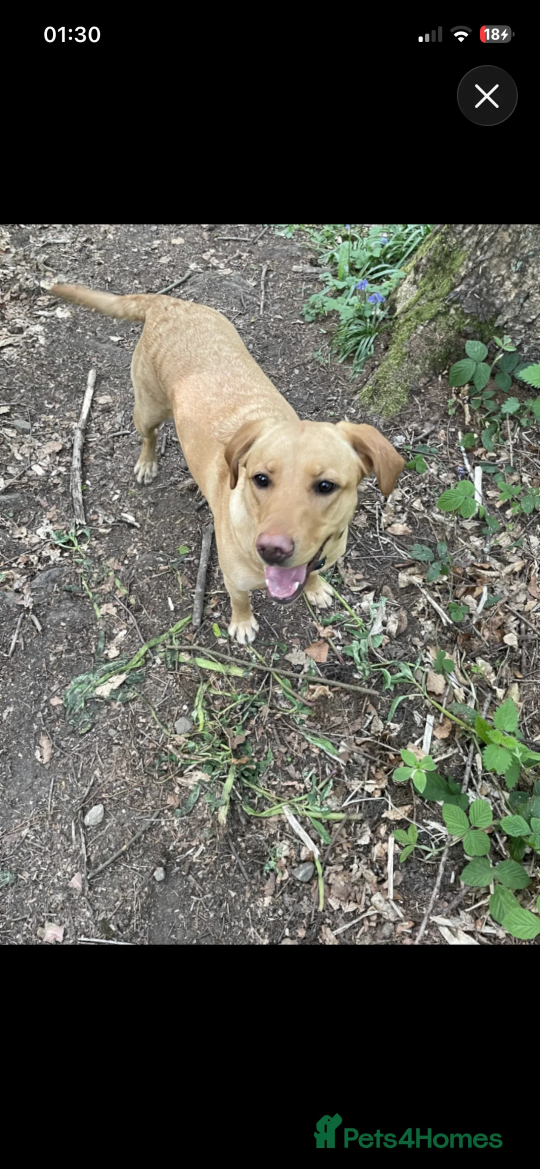Labrador Retriever dogs for sale: 3 Labrador Puppies for sale - Advert 1