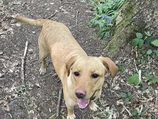 Labrador Retriever dogs 3 Labrador Puppies for sale - Advert 1