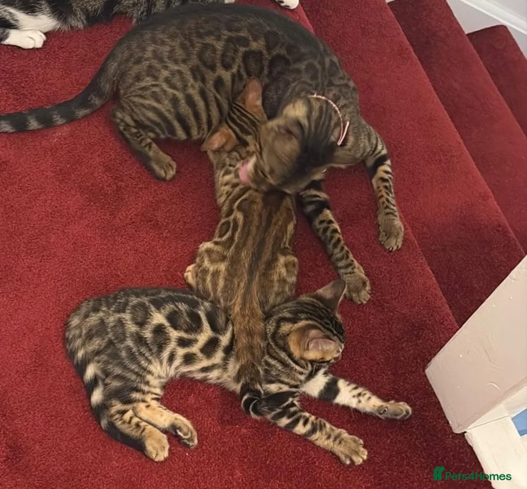 Bengal cats for sale: Baby kitten bengal in Cambridge - Advert 1