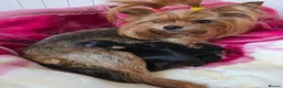 Yorkshire Terrier dogs for sale: Tiny Yorkshire terrier puppies🐶♥️💙💚 - Advert 7