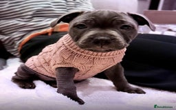 Staffordshire Bull Terrier dogs for sale: 💙 Beautiful Blue Staffy Bull Terrier Puppy💙 - Image 3