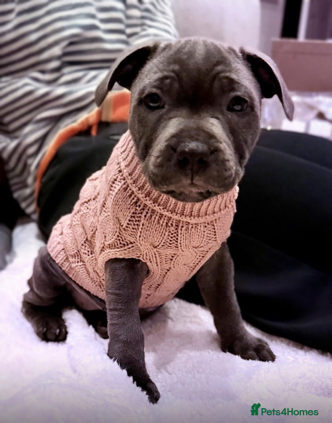 Staffordshire Bull Terrier dogs for sale: 💙 Beautiful Blue Staffy Bull Terrier Puppy💙 - Image 3