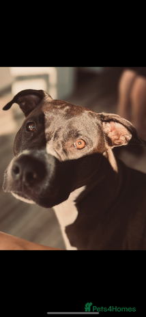 Mixed Breed dogs in Clacton-on-Sea - Advert 12