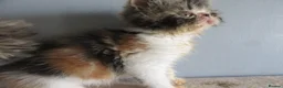 Exotic cats for sale: Lovely exotic kittens - Advert 6