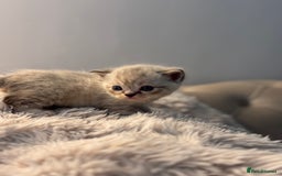 Persian cats for sale: Adorable Persian × Bengal Kittens  - Image 5