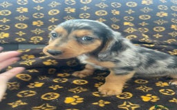 Miniature Dachshund dogs for sale: Miniature dachshund  - Image 13