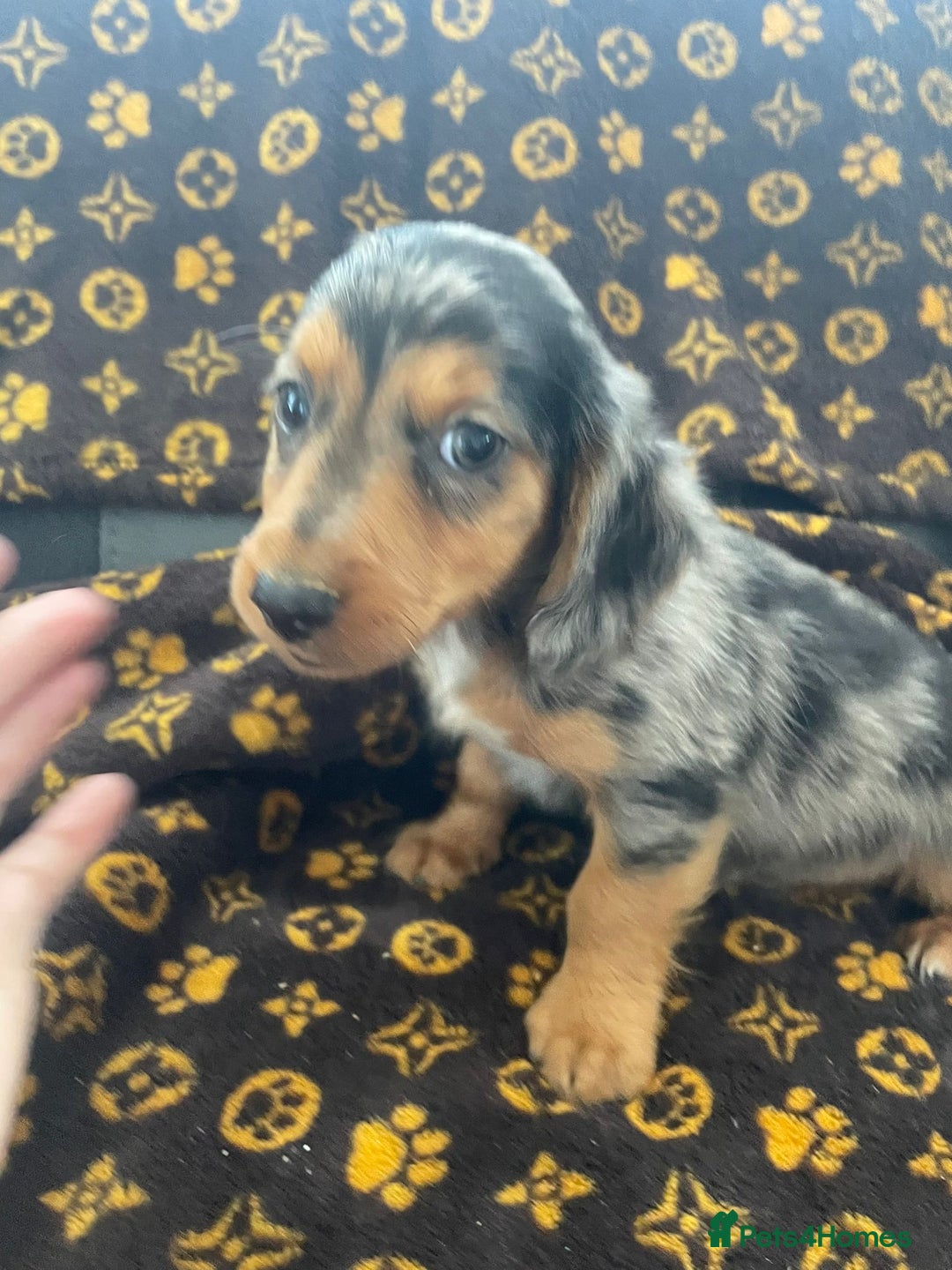 Miniature Dachshund dogs for sale: Miniature dachshund  - Image 13