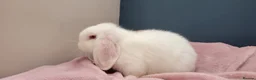 Mini Lop rabbits for sale: Incredibly friendly Mini Lop babies for sale in Towcester - Advert 3
