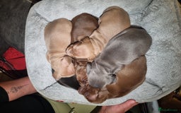 Miniature Dachshund dogs for sale: Beautiful miniature dachshunds for sale  - Image 9