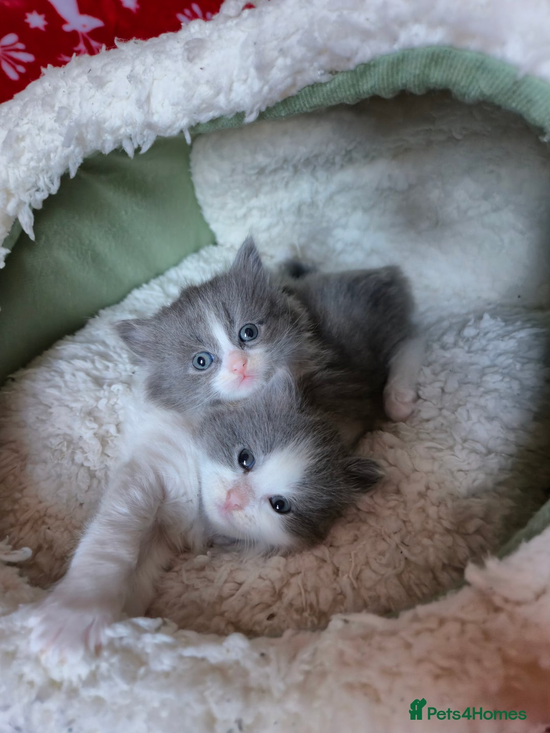 Mixed Breed cats for sale: Ragdoll x - Advert 10