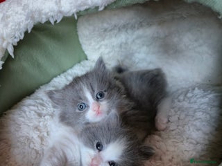 Mixed Breed cats Ragdoll x - Advert 3