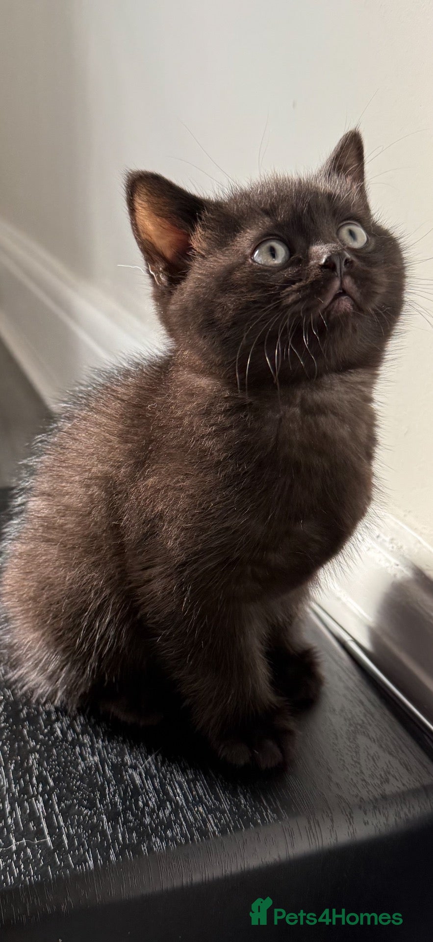 British Shorthair cats Dark chocolate/ black BSH female kitten. - Advert 16