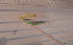 Finches birds for sale: Budgie and finch - Image 2