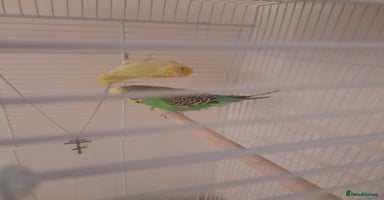 Finches birds - Advert 12
