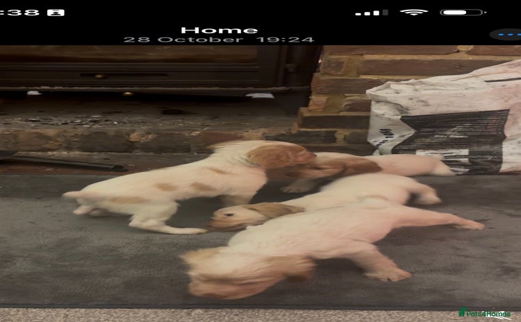 Cocker Spaniel dogs - Advert 12