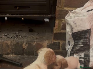 Cocker Spaniel dogs Beautiful KC working cocker puppies for sale - Advert 14