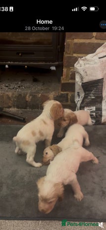 Cocker Spaniel dogs - Advert 12