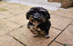 Cockapoo dogs for sale: F2 Cockapoo Puppies – Ready mid-late December - Image 10